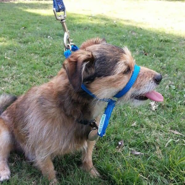 Large K9 Instructions 5